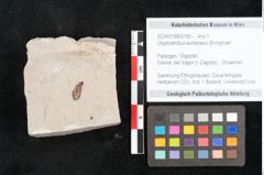 Foto (Objekt + Etikett) von Glyptostrobus europaeus Brongniart (NHMW-GEO-2024-0188-6759)